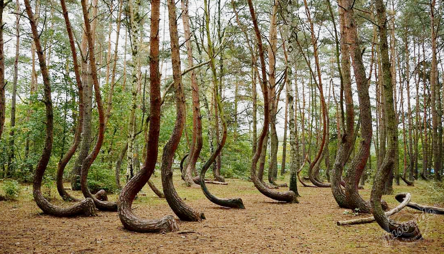 Krzywy las - Křivý les - Polsko - tip na výlet